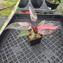 Load image into Gallery viewer, Philodendron Pink Princess Galaxy Variegated 4" pot, Fedex 2day*
