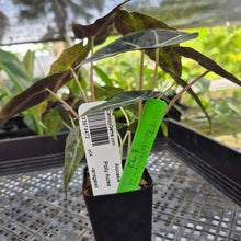 Load image into Gallery viewer, Alocasia polly aurea variegated, Exact Plant Ships Nationwide.
