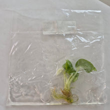 Load image into Gallery viewer, Alocasia Dragon Scale Albo Galaxy variegated tissue culture 2DayAir
