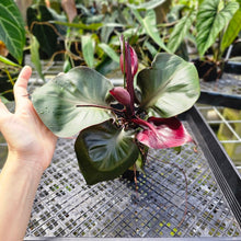 Load image into Gallery viewer, Philodendron Red Heart, Exact Plant
