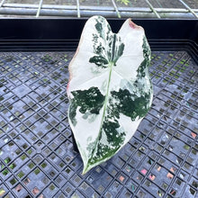Load image into Gallery viewer, Alocasia Frydek, Exact Plant Variegated
