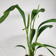 Load image into Gallery viewer, Anthurium Bakeri, Exact Plant Ships Nationwide
