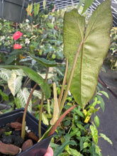 Load image into Gallery viewer, Philodendron Paraiso Verde 4" pot, Fedex 2day*
