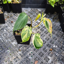 Load image into Gallery viewer, Philodendron Hederaceum Micans Aurea, Exact Plant Variegated Ships Nationwide
