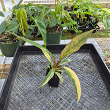 Load image into Gallery viewer, Philodendron Caramel Marble, Exact Plant Variegated Ships Nationwide
