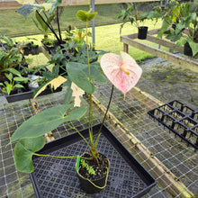 Load image into Gallery viewer, Anthurium Peppermint Splash, Shibori AFF, speckled , Ships Nationwide
