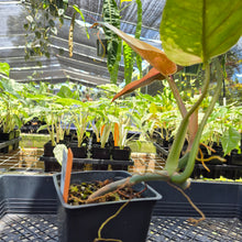 Load image into Gallery viewer, Philodendron Whipple Way, Exact Plant Variegated Ships Nationwide
