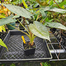 Load image into Gallery viewer, Alocasia Wentii, Exact Plant Variegated
