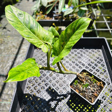 Load image into Gallery viewer, Philodendron Subhastatum, Exact Plant Variegated
