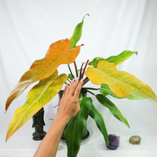 Load image into Gallery viewer, Philodendron Orange Marmalade, Autumn Queen 6&quot; pot, Fedex 2 day*
