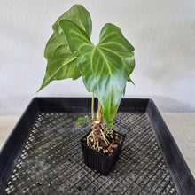 Load image into Gallery viewer, Anthurium Macrolobium exact plant, Fedex 2day*

