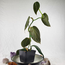 Load image into Gallery viewer, Philodendron Gigas, Exact Plant Ships Nationwide
