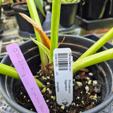 Load image into Gallery viewer, Philodendron Giganteum, Exact Plant Variegated Ships Nationwide
