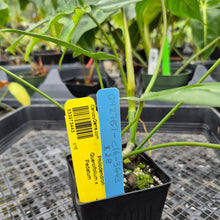 Load image into Gallery viewer, Philodendron Quercifolium x Pedatum, Exact Plant Ships Nationwide

