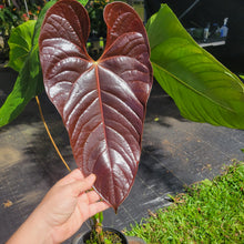 Load image into Gallery viewer, Anthurium Moodeanum x Andraeanum, Exact Plant, Speckled Ships Nationwide
