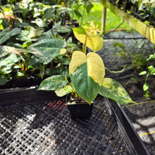 Load image into Gallery viewer, Philodendron Burle Marx, Exact Plant Variegated Ships Nationwide
