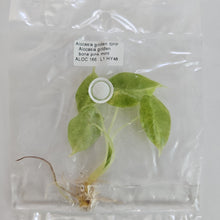 Load image into Gallery viewer, Alocasia Golden Bone Pink Mint variegated tissue culture 2DayAir
