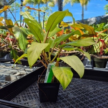 Load image into Gallery viewer, Philodendron Thai Sunrise, Exact Plant Variegated Ships Nationwide
