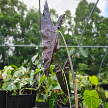 Load image into Gallery viewer, Alocasia Longiloba, Denudata, Exact Plant
