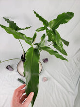 Load image into Gallery viewer, Marijke, Exact Plant, Thaumatophyllum, Philodendron
