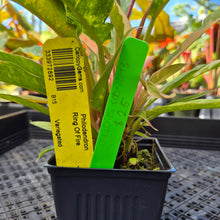 Load image into Gallery viewer, Philodendron Ring Of Fire, Exact Plant Variegated Ships Nationwide
