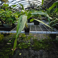 Load image into Gallery viewer, Anthurium Spectabile, Exact Plant
