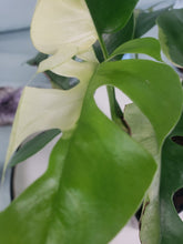 Load image into Gallery viewer, Tetrasperma, exact plant, variegated Rhaphidophora, ships nationwide
