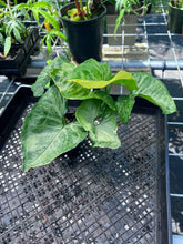 Load image into Gallery viewer, Syngonium Mango Allusion, Orm Thong, Exact Plant Variegated Ships Nationwide
