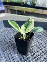 Load image into Gallery viewer, Scindapsus Jade Satin Marble Queen, Exact Plant Variegated Ships Nationwide
