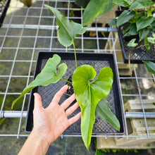 Load image into Gallery viewer, Anthurium Brownii, Exact Plant
