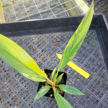 Load image into Gallery viewer, Philodendron Caramel Marble, Exact Plant Variegated Ships Nationwide
