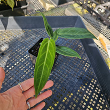 Load image into Gallery viewer, Anthurium Warocqueanum, Queen, Exact Plant Ships Nationwide
