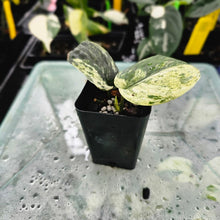 Load image into Gallery viewer, Scindapsus Jade Satin Marble Queen, Exact Plant Variegated Ships Nationwide
