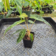 Load image into Gallery viewer, Alocasia polly aurea variegated, Exact Plant Ships Nationwide.
