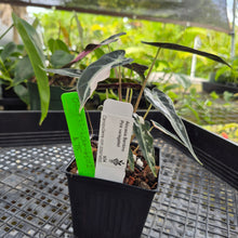 Load image into Gallery viewer, Alocasia 'Bambino Arrow' pink, Exact Plant Ships Nationwide
