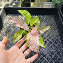 Load image into Gallery viewer, Syngonium Pink Splash, Exact Plant Variegated Double plant
