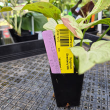 Load image into Gallery viewer, Syngonium Strawberry Milk, Exact Plant Variegated Ships Nationwide
