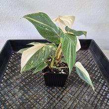 Load image into Gallery viewer, Philodendron Gloriosum variegated type 2 "Double", exact plant, Fedex 2day*
