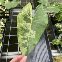 Load image into Gallery viewer, Philodendron Ilsemanii Variegated exact plant, Fedex 2day*
