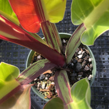 Load image into Gallery viewer, Philodendron Red Moon. not Yellow Flame Variegated exact plant, Fedex 2day
