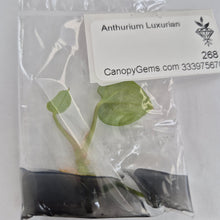 Load image into Gallery viewer, Anthurium Luxurians tissue culture 2DayAir
