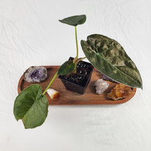Load image into Gallery viewer, Alocasia Wentii, Exact Plant Variegated
