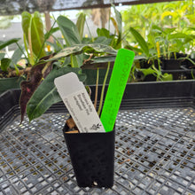 Load image into Gallery viewer, Alocasia polly snowflake pink variegated, Exact Plant Ships Nationwide.
