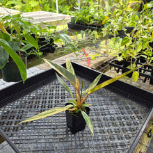 Load image into Gallery viewer, Philodendron Caramel Marble, Exact Plant Variegated Ships Nationwide
