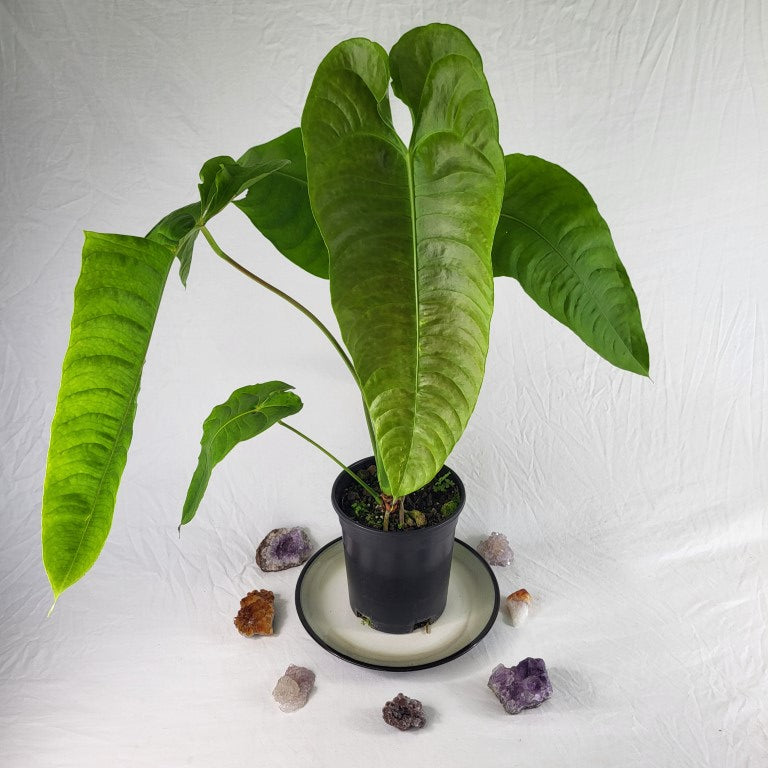 Anthurium Veitchii Narrow Form, Exact Plant x hybrid noid