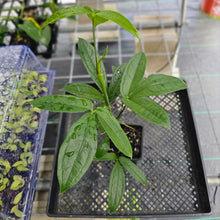 Load image into Gallery viewer, Anthurium Pentaphyllum, Exact Plant Ships Nationwide
