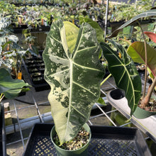 Load image into Gallery viewer, Alocasia Frydek Variegated exact plant, Fedex 2day
