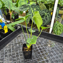 Load image into Gallery viewer, Anthurium Macrolobium, Exact Plant Ships Nationwide
