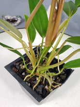 Load image into Gallery viewer, Philodendron Mexicanum 2.5&quot; starter pot, ships nationwide
