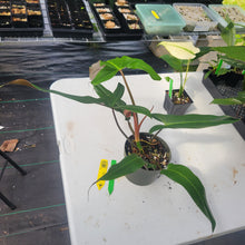 Load image into Gallery viewer, Philodendron Mexicanum, Exact Plant Ships Nationwide
